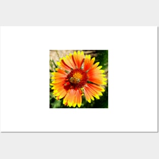 Orange and Red Gaillardia Prairie Flower with Bee Macro Posters and Art